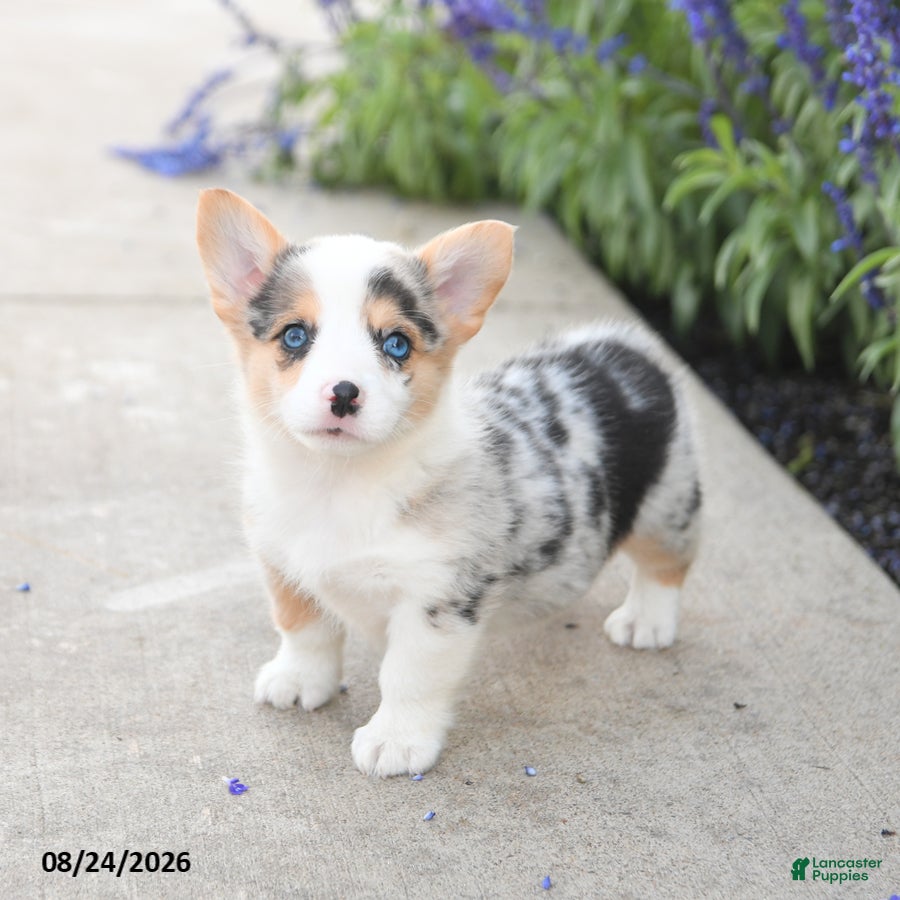 Welsh Corgi Pembroke dogs Laurel - Ad 1