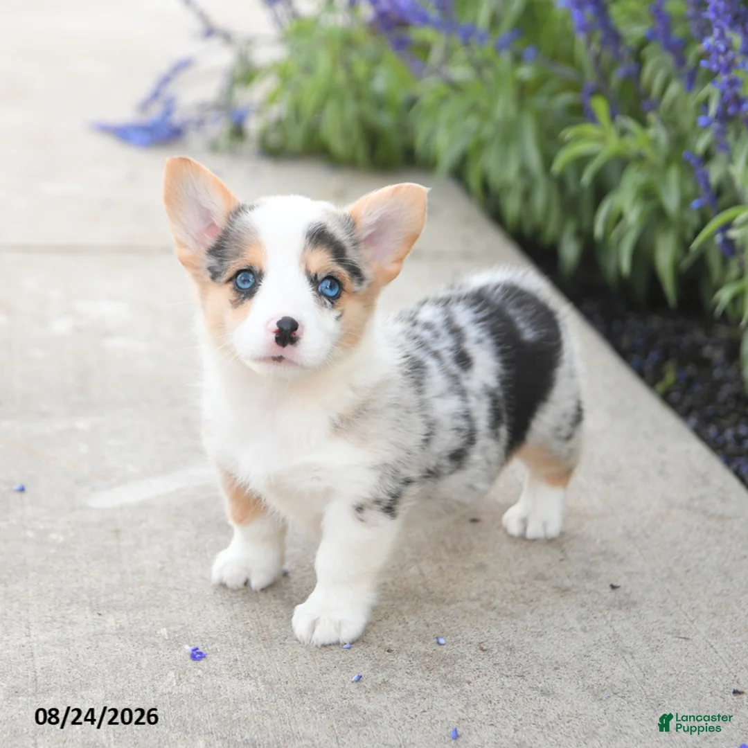 Welsh Corgi Pembroke dogs for sale: Laurel - Ad 1