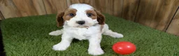 Cavapoo dogs for sale: LaRaes Girl - Ad 3