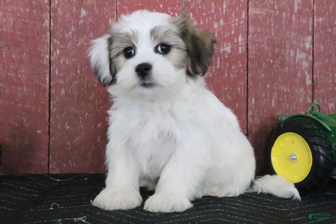 Teddy Bear dogs for sale: Lucinda - Ad 4