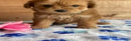 Pomapoo dogs for sale: Peter - Ad 4