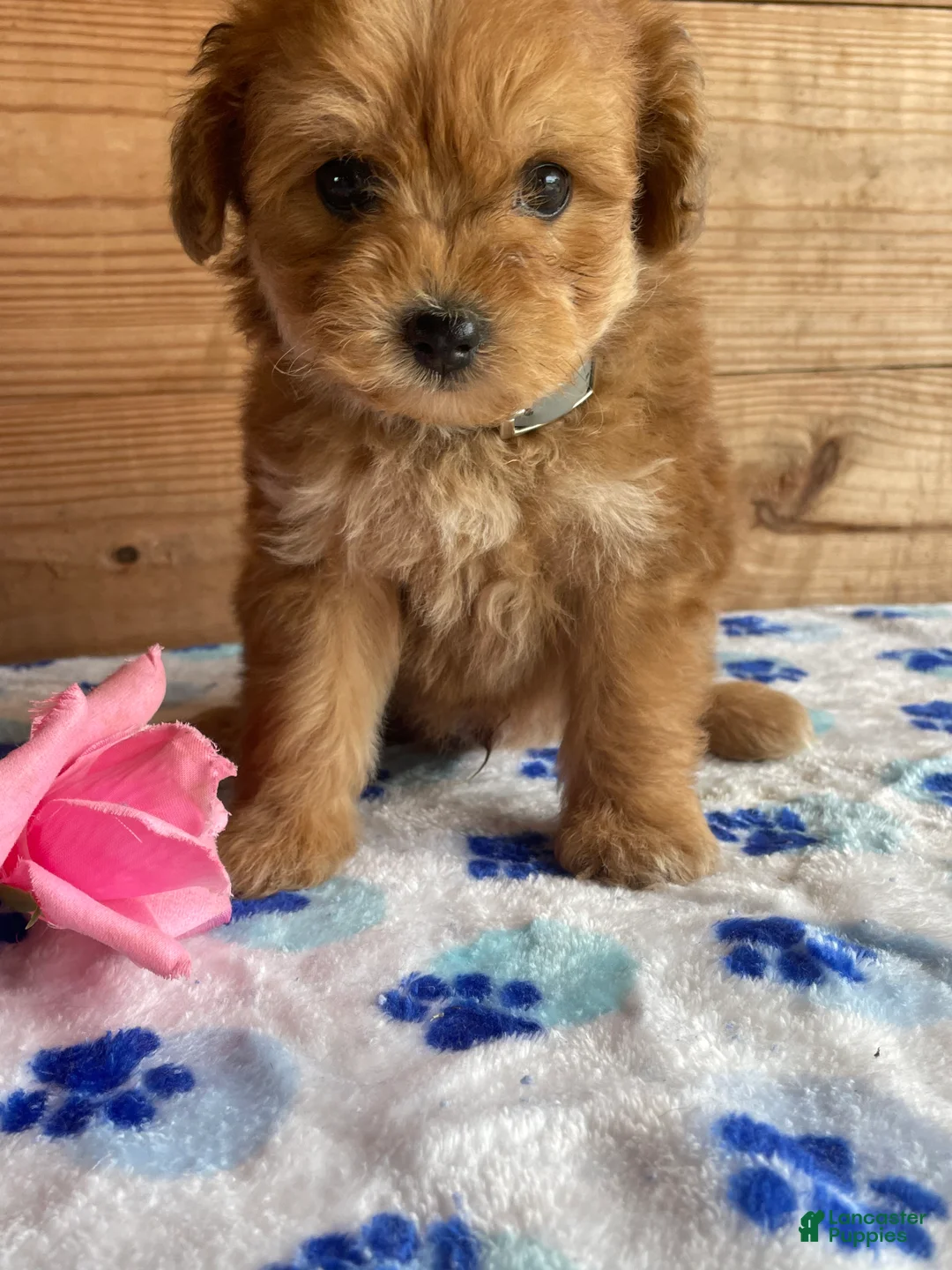 Pomapoo dogs for sale: Peter - Ad 4