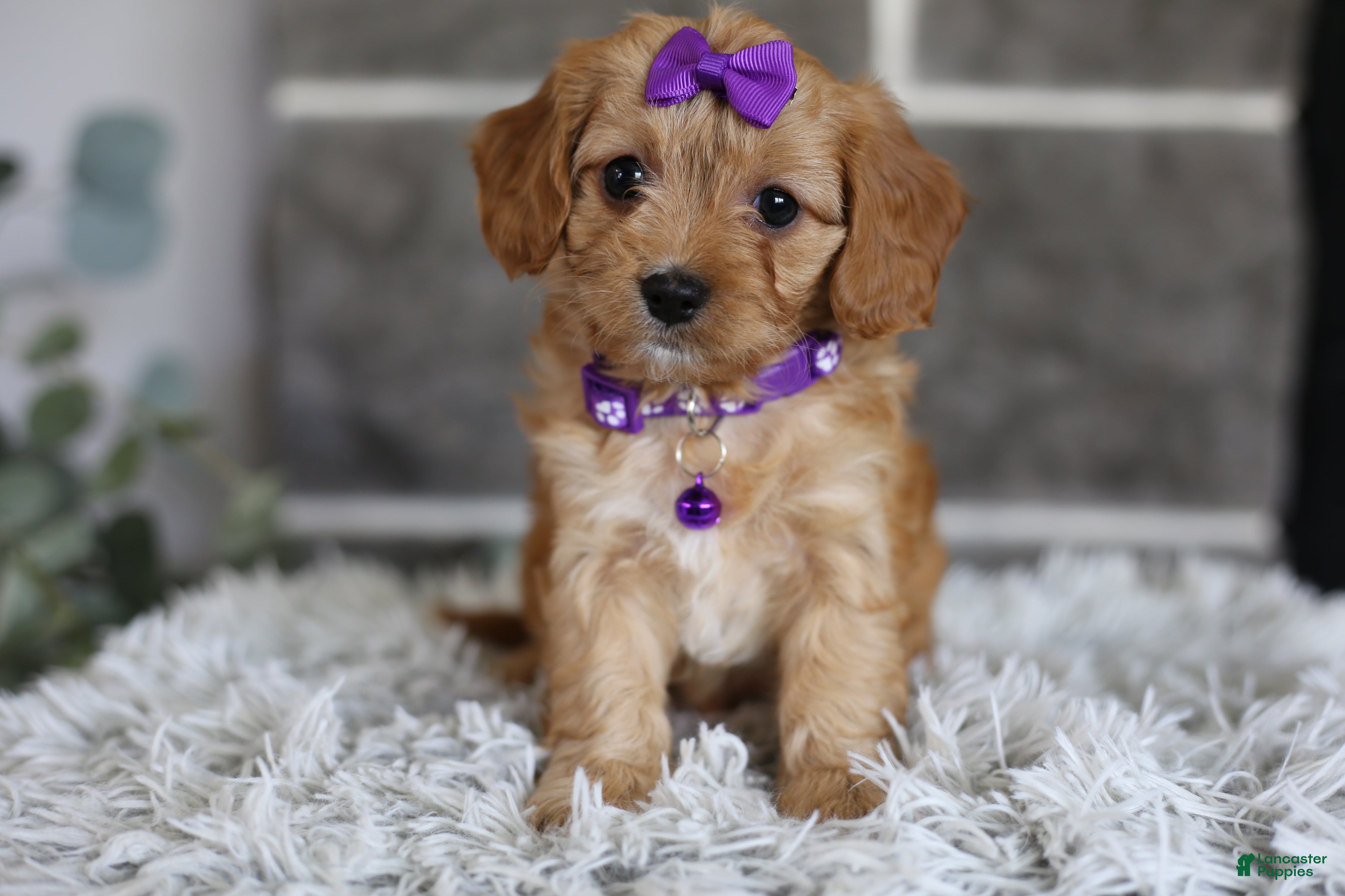 Cavapoo dogs Rosie - Ad 2