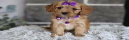 Cavapoo dogs for sale: Rosie - Ad 2