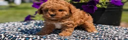 Toy Poodle dogs for sale: Maddox - Ad 5