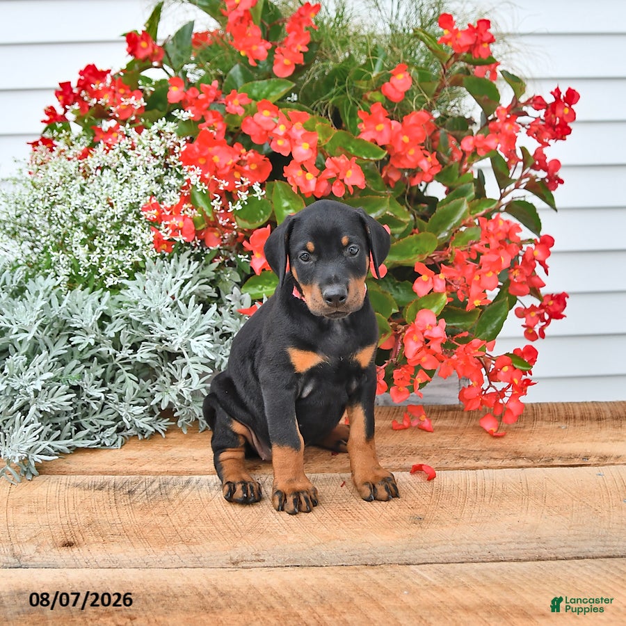 Doberman Pinscher dogs Luna  - Ad 1
