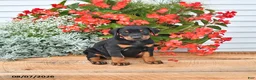 Doberman Pinscher dogs for sale: Luna  - Ad 1
