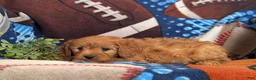 Cavapoo dogs for sale: Dillin - Ad 4