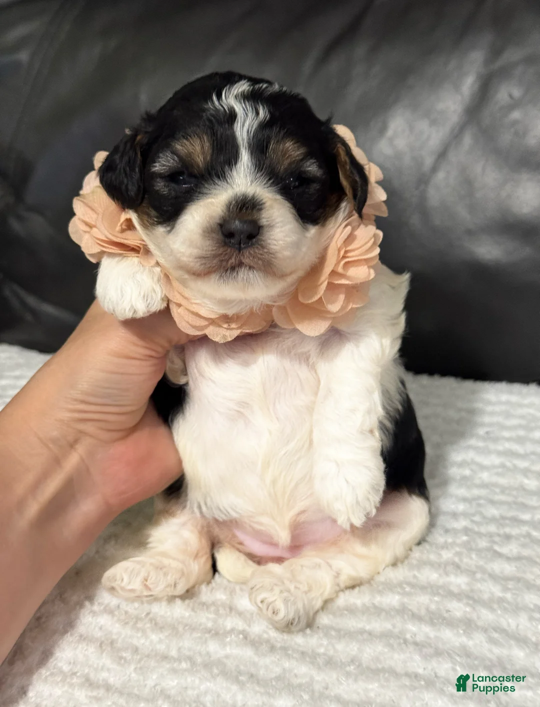 Cavapoo dogs for sale: Ensley - Ad 2
