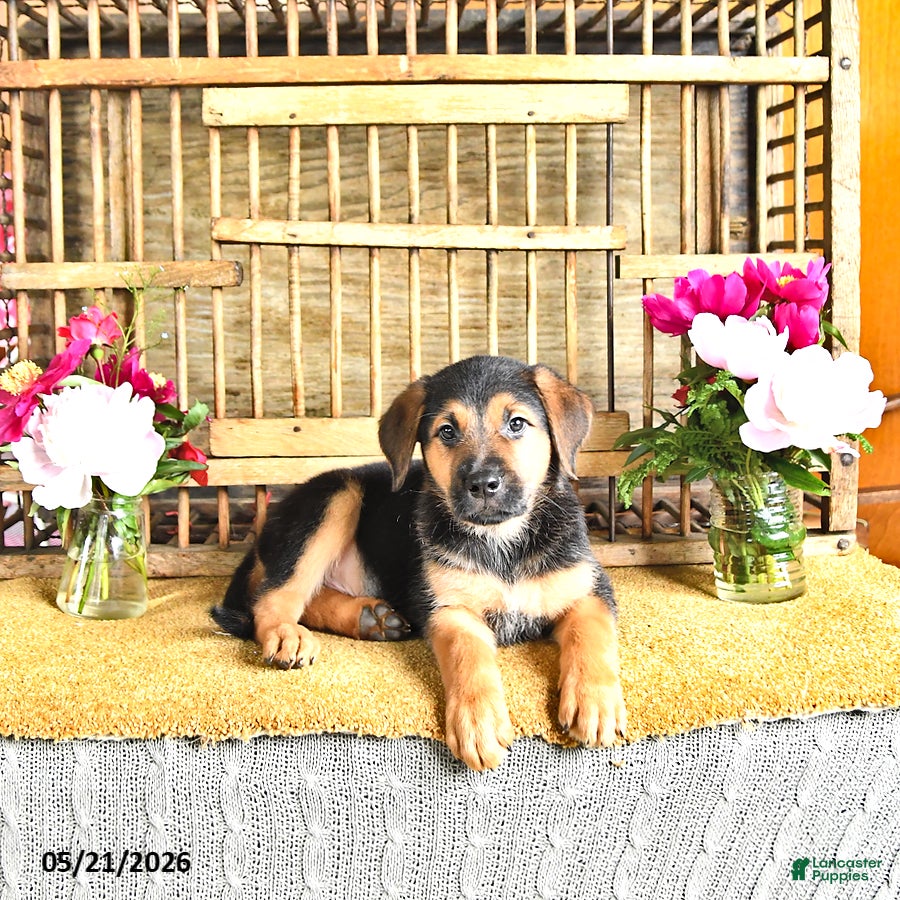 Golden Shepherd dogs Rascal - Ad 2