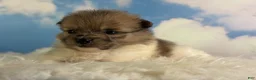 Pomeranian dogs for sale: Aca Pixie - Ad 3