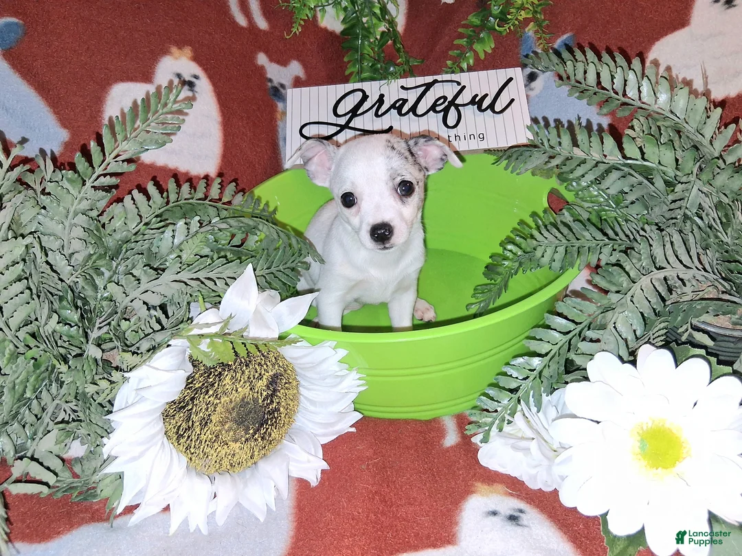 Jack Chi dogs for sale: Sprinkles - Ad 5