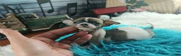 Chihuahua dogs for sale: Debras fawn and white. Hand Delivery  - Ad 3