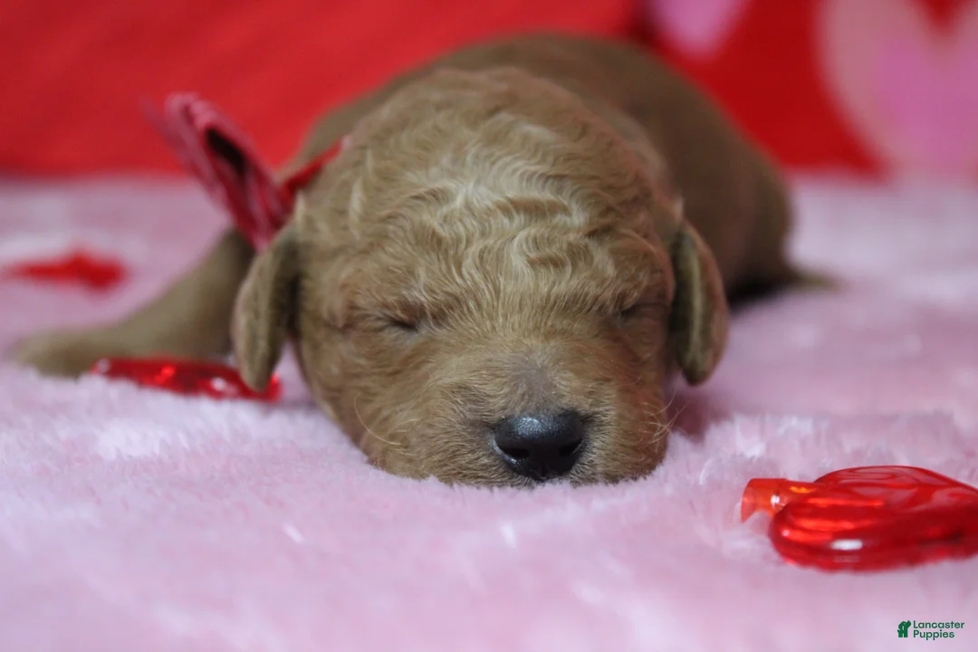 Goldendoodle dogs for sale: Fanta  - Ad 3