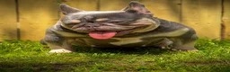 French Bulldog dogs for sale: Banksy - Ad 5