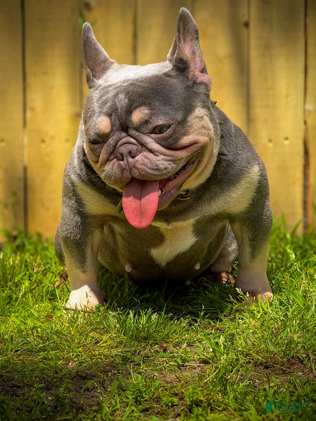 French Bulldog dogs for sale: Banksy - Ad 5