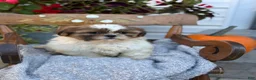 Shih Tzu dogs for sale: Sailor - Ad 6