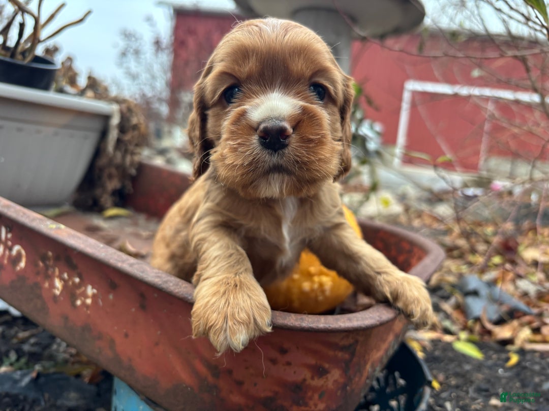 Cocker Spaniel dogs for sale: Dusty - Ad 6