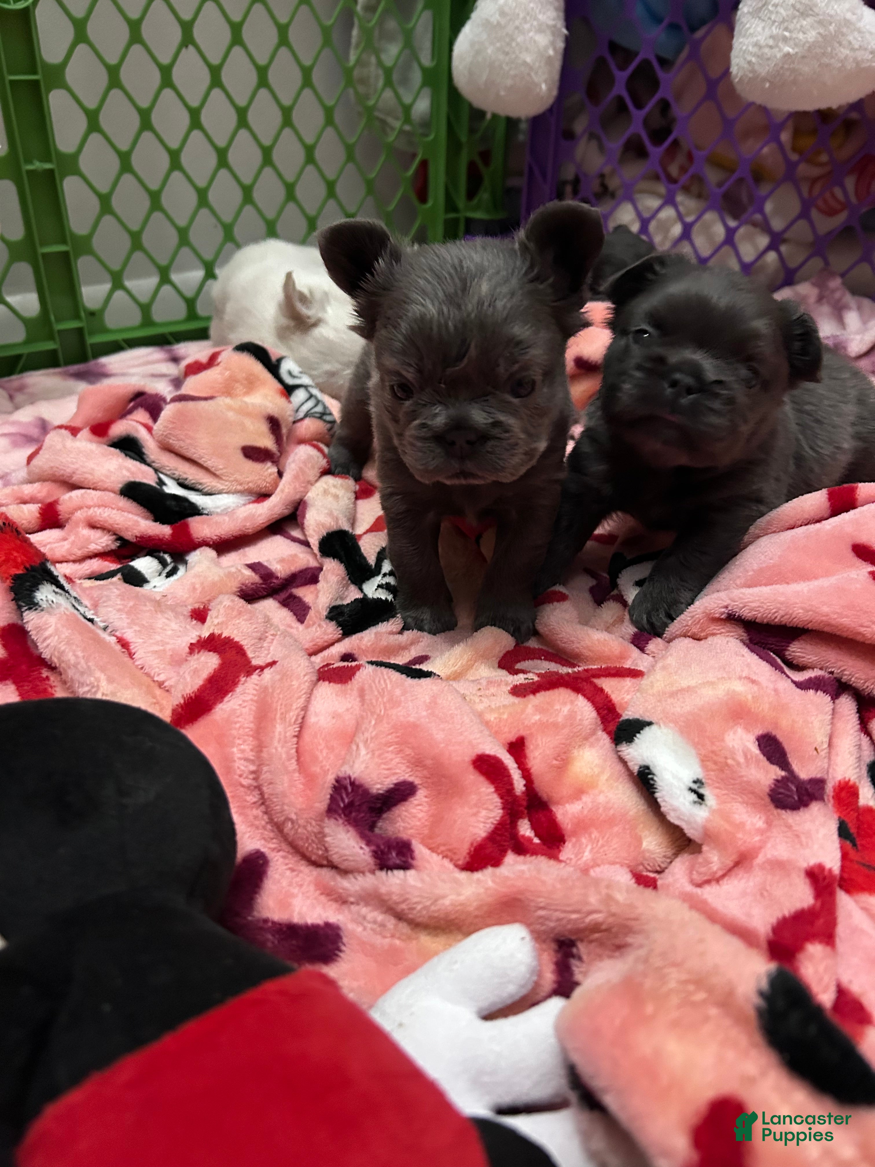 French Bulldog dogs French Bulldog Puppy 4 - Ad 2