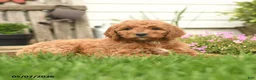 Goldendoodle dogs for sale: Rony - Ad 3