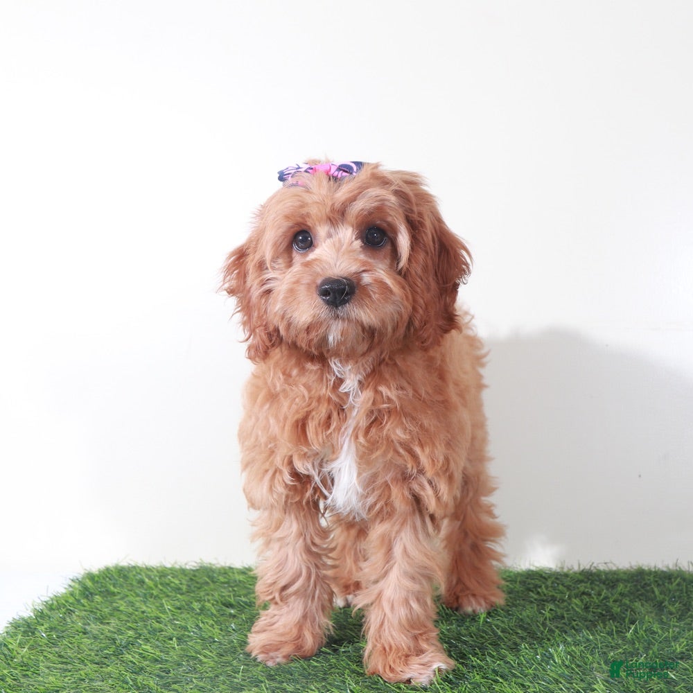 Cavapoo dogs Clover Stunning Female Cavapoo Puppy - Ad 2