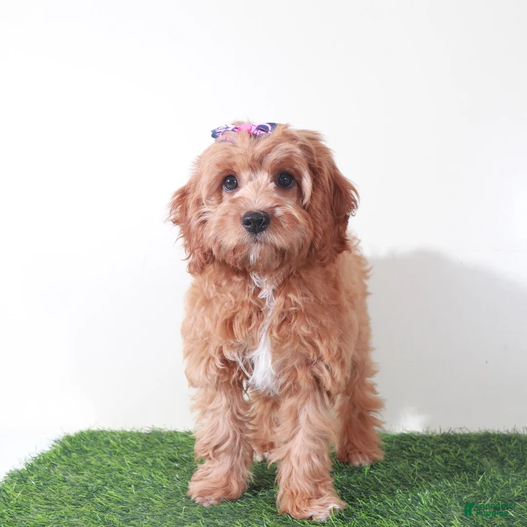 Cavapoo dogs for sale: Clover Stunning Female Cavapoo Puppy - Ad 2