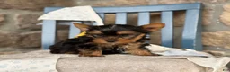 Yorkshire Terrier dogs for sale: Skylar - Ad 9