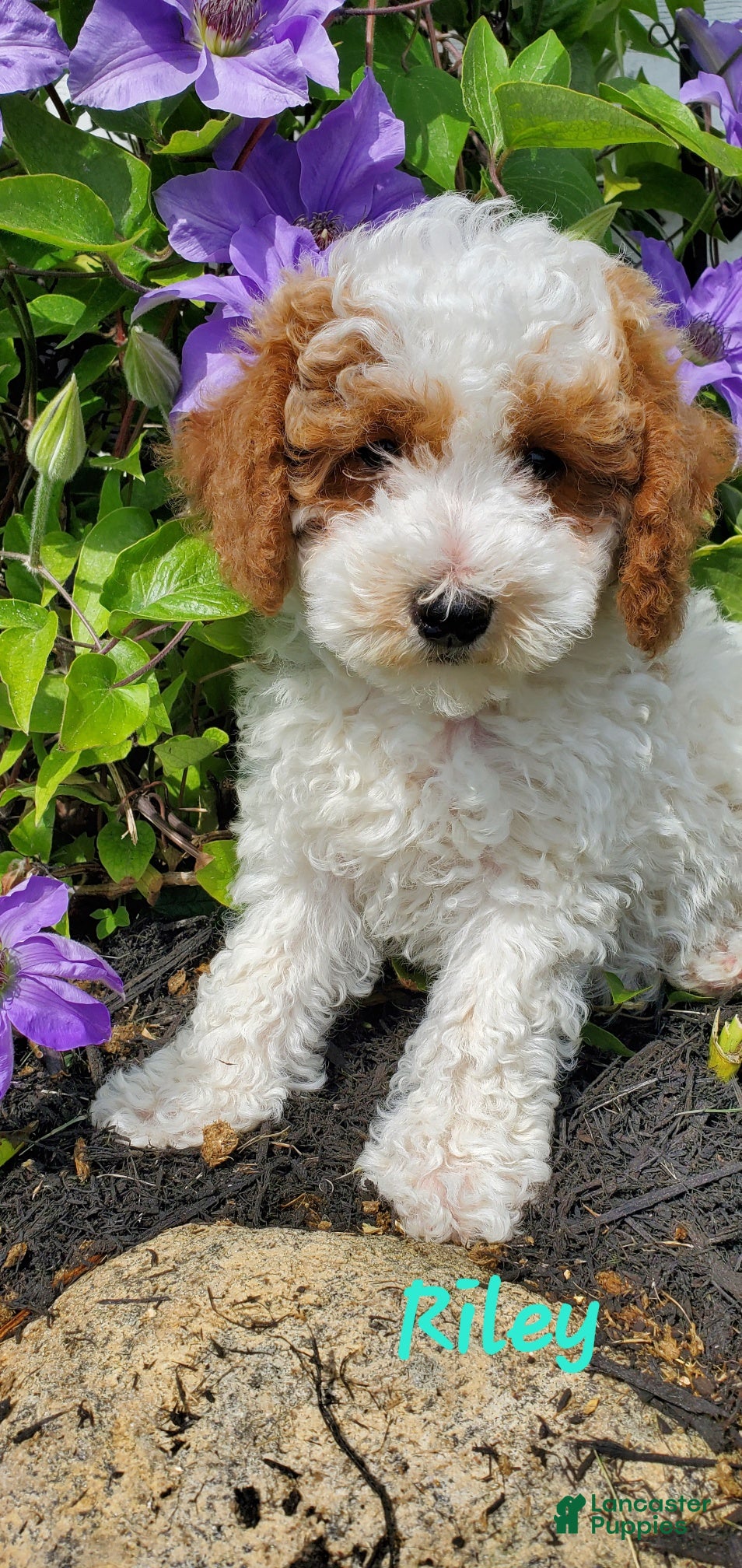 Toy Poodle dogs Riley - Ad 1
