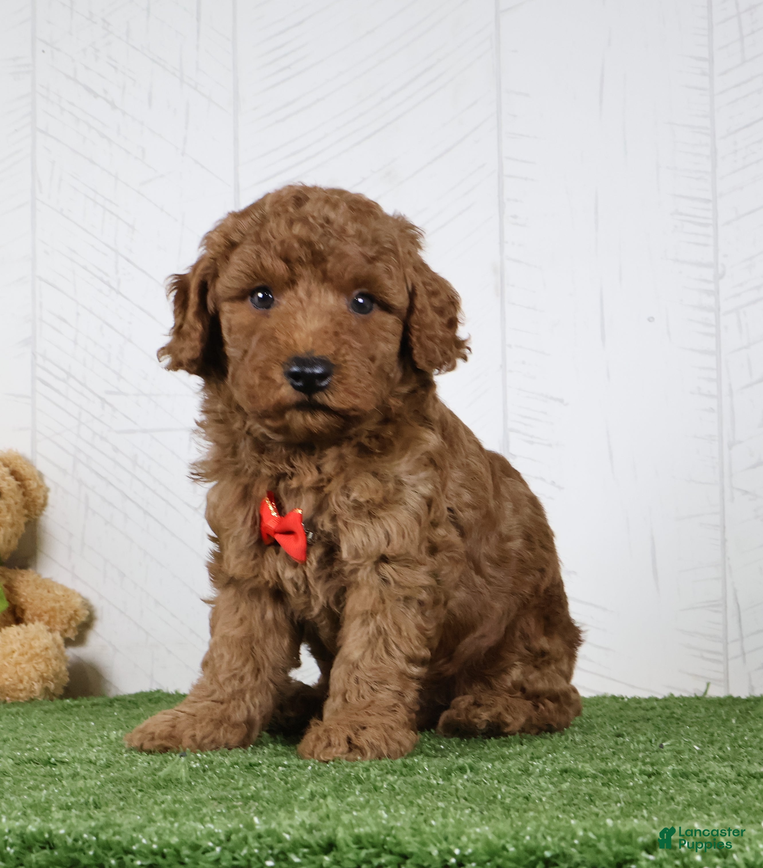Miniature Poodle dogs Polar - Ad 1