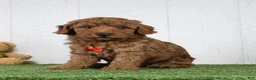 Miniature Poodle dogs for sale: Polar - Ad 1