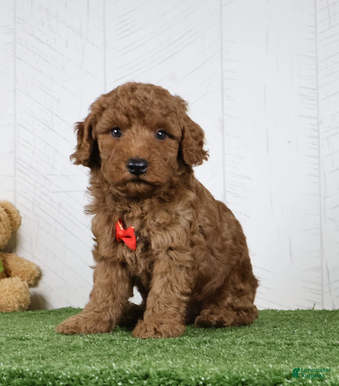 Miniature Poodle dogs for sale: Polar - Ad 1