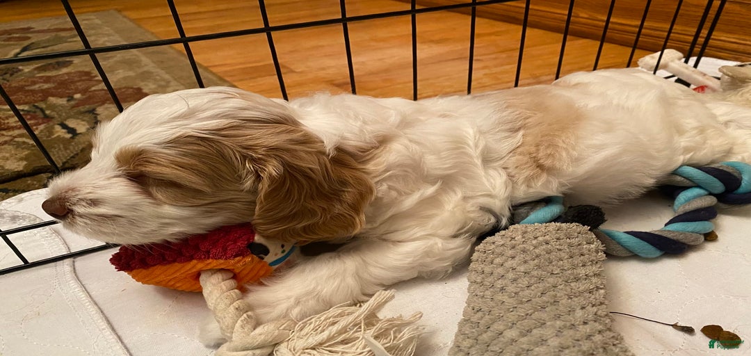 Gallery Image {{count}}