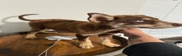 Pitsky dogs for sale: Pitsky 2 - Ad 6
