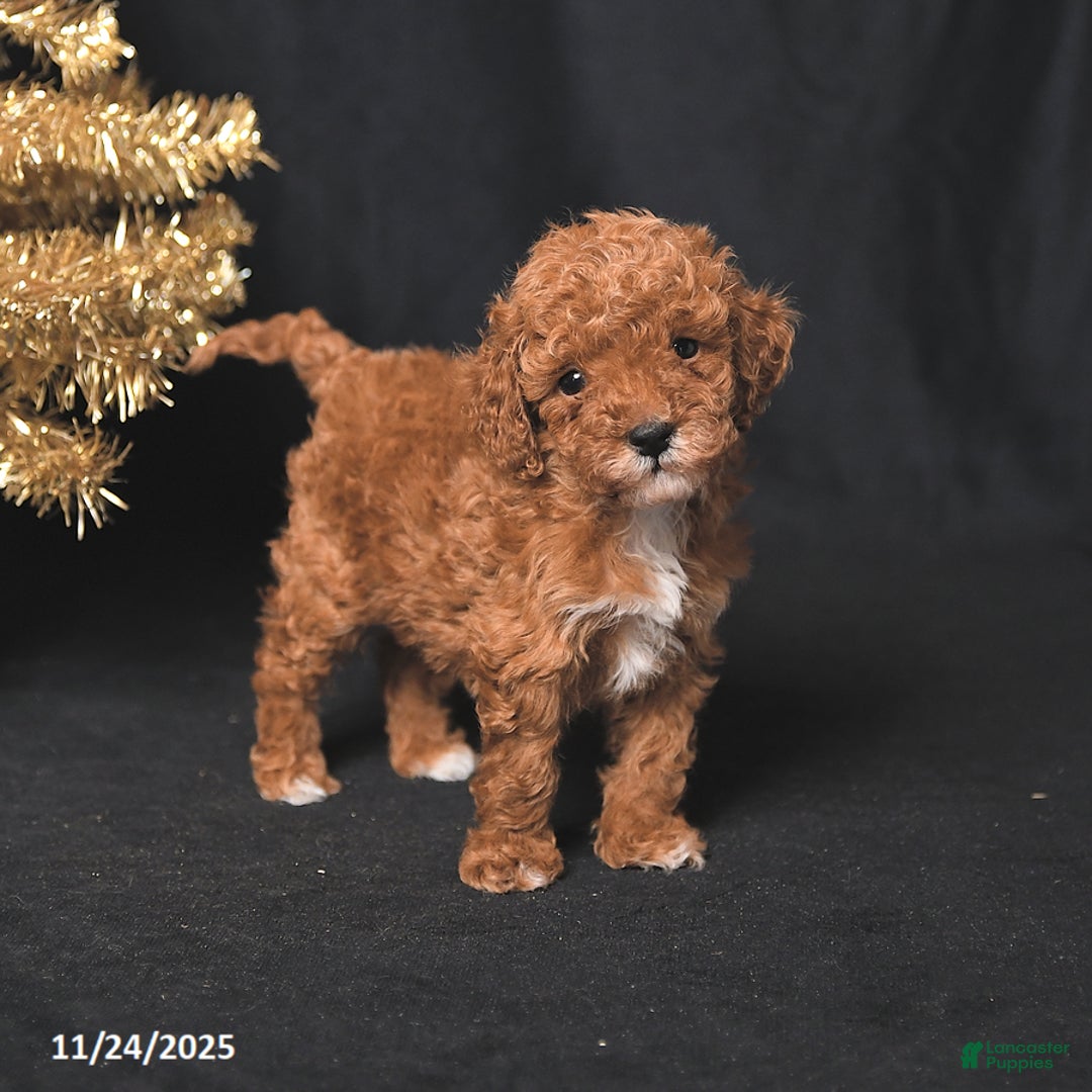 Toy Poodle dogs for sale: Tiny Biscuit - Ad 4