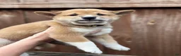 Shiba Inu dogs for sale: Ravioli - Ad 5