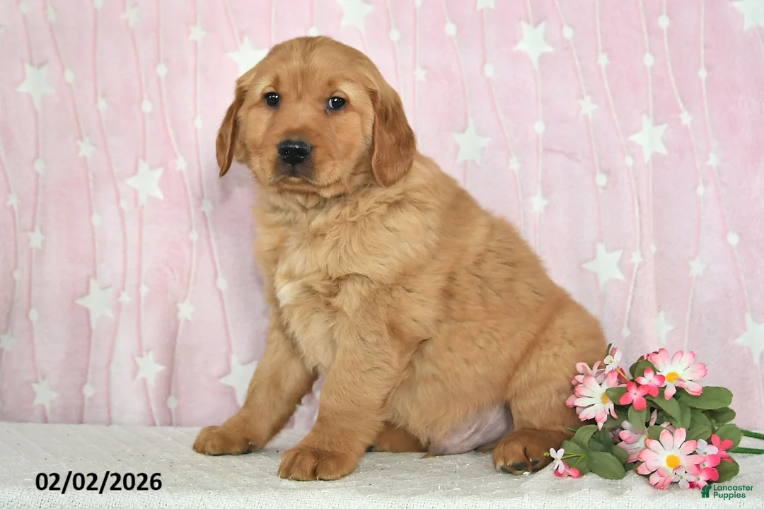 Golden Retriever dogs for sale: Ozark - Ad 2