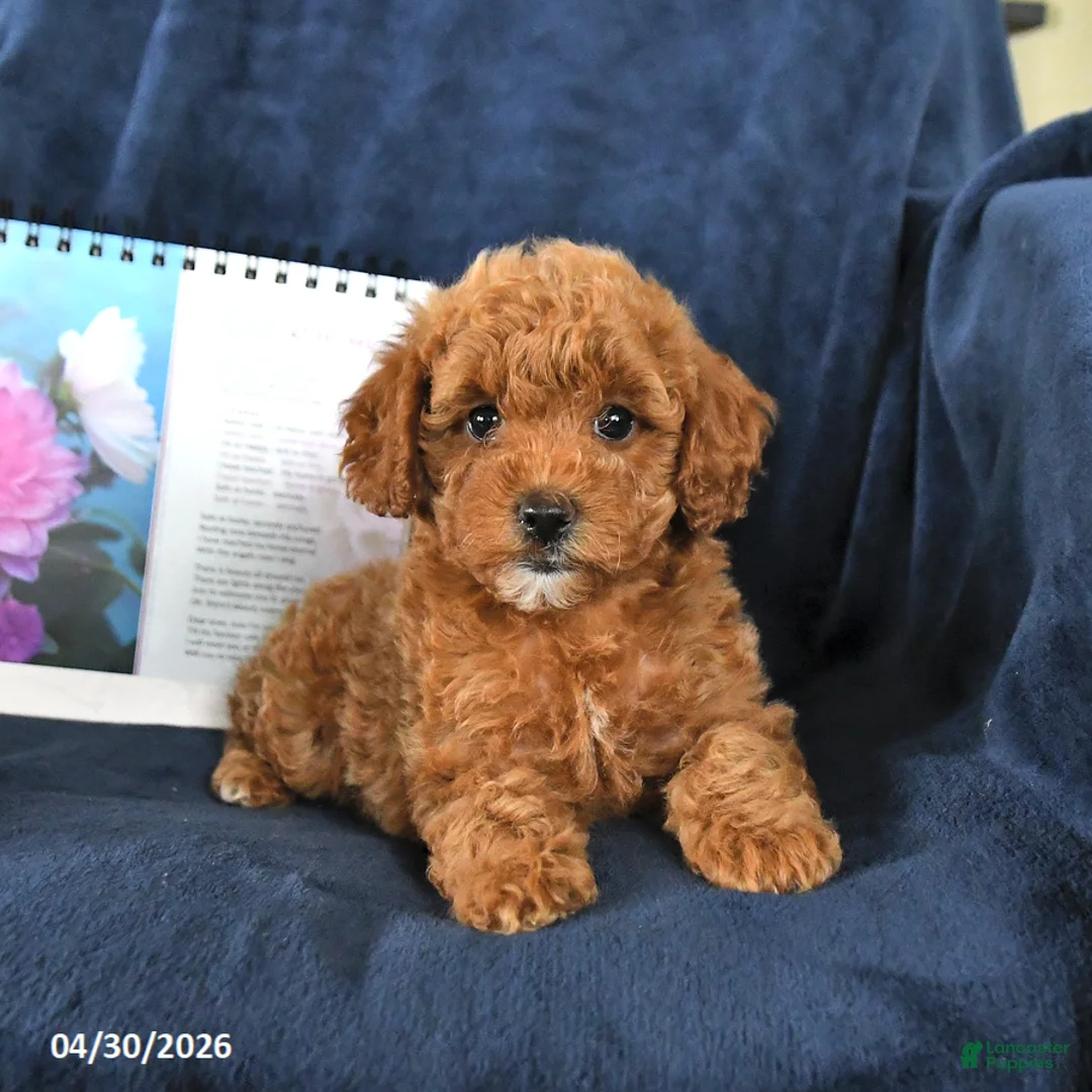 Miniature Poodle dogs for sale: Ruby - Ad 2