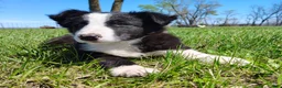Border Collie dogs for sale: Linus - Ad 3