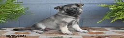 Mixed Breed dogs for sale: Harmony - Ad 3