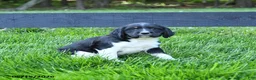 English Springer Spaniel dogs for sale: Glacier - Ad 3