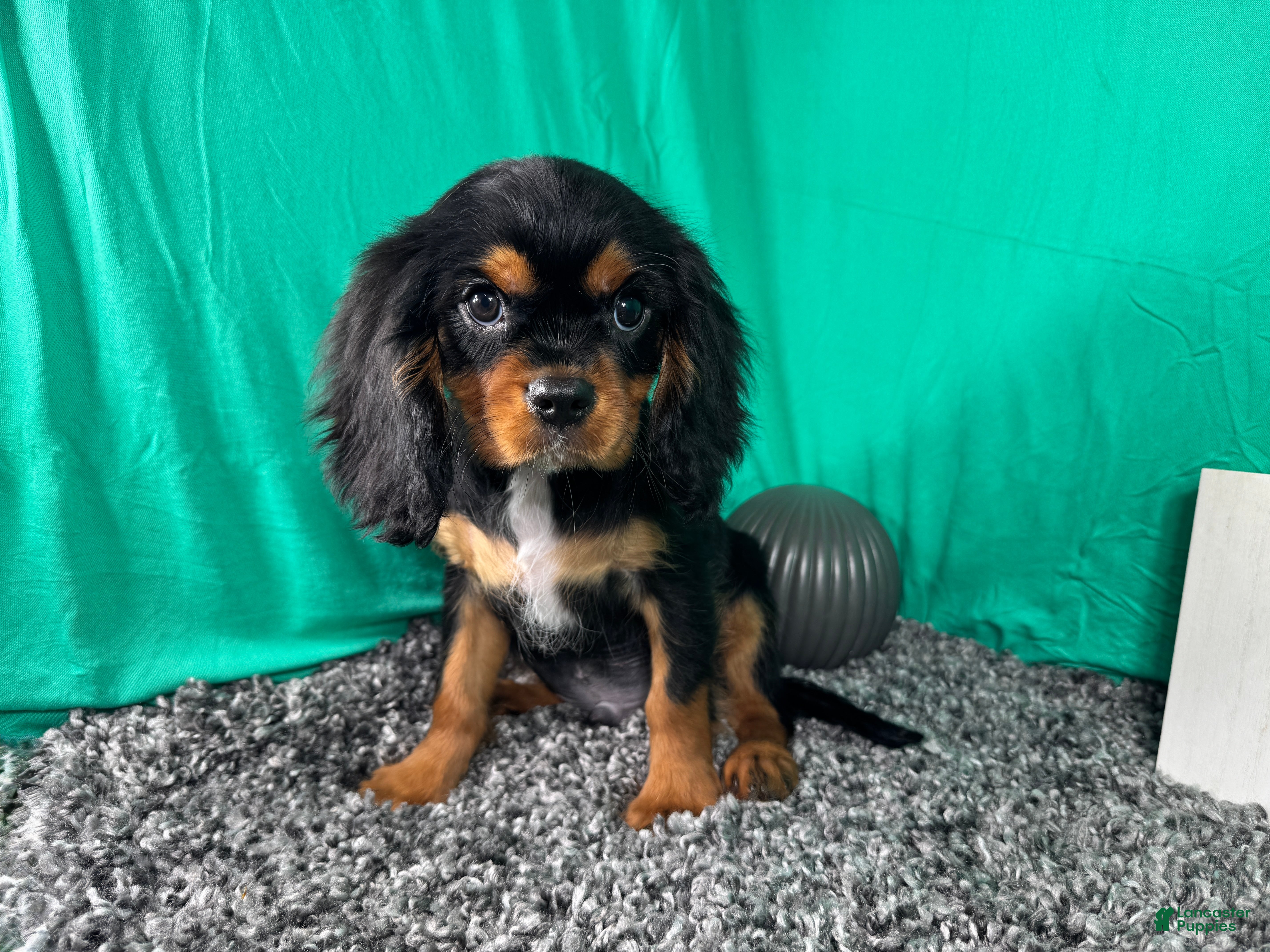Cavalier King Charles Spaniel dogs Cavalier King Charles Spaniel 1 - Ad 18