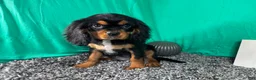 Cavalier King Charles Spaniel dogs for sale: Cavalier King Charles Spaniel 1 - Ad 1