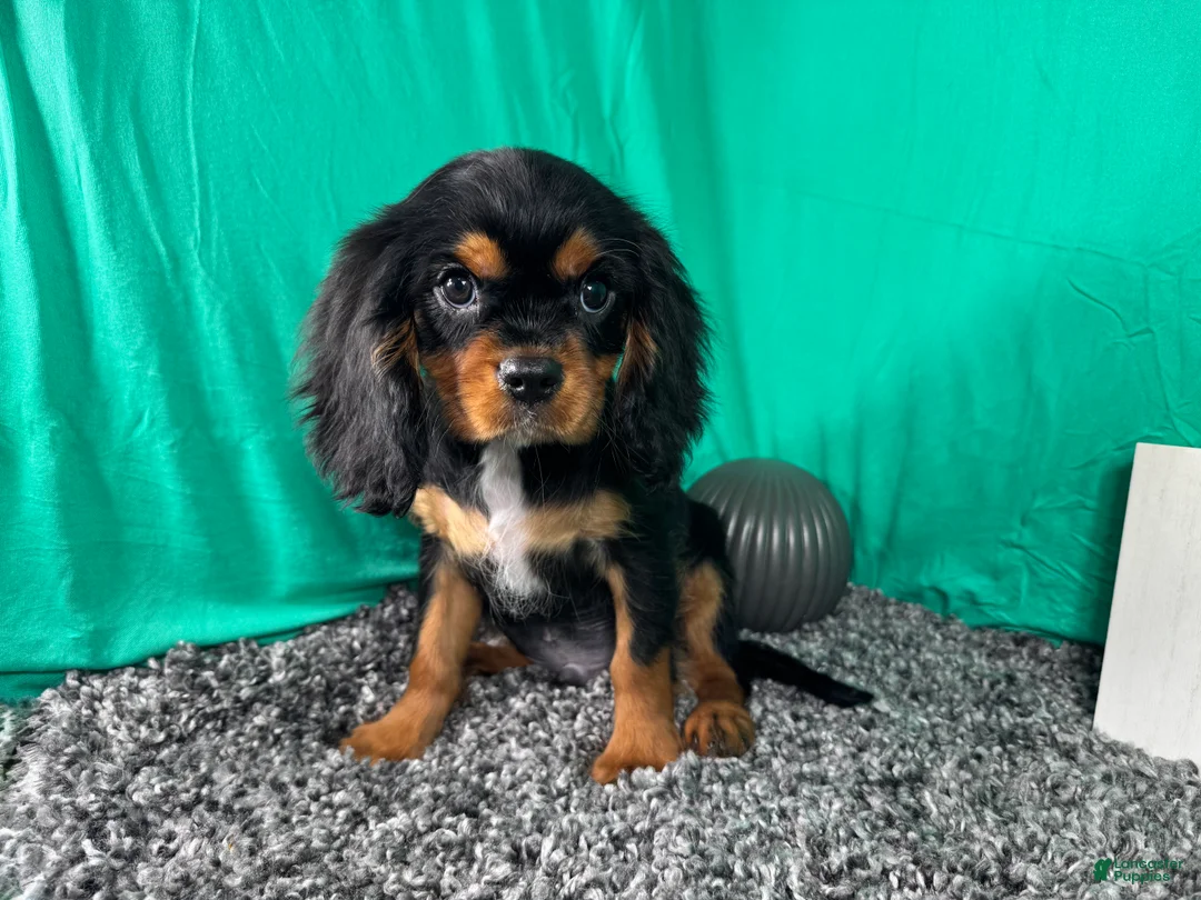 Cavalier King Charles Spaniel dogs for sale: Cavalier King Charles Spaniel 1 - Ad 1