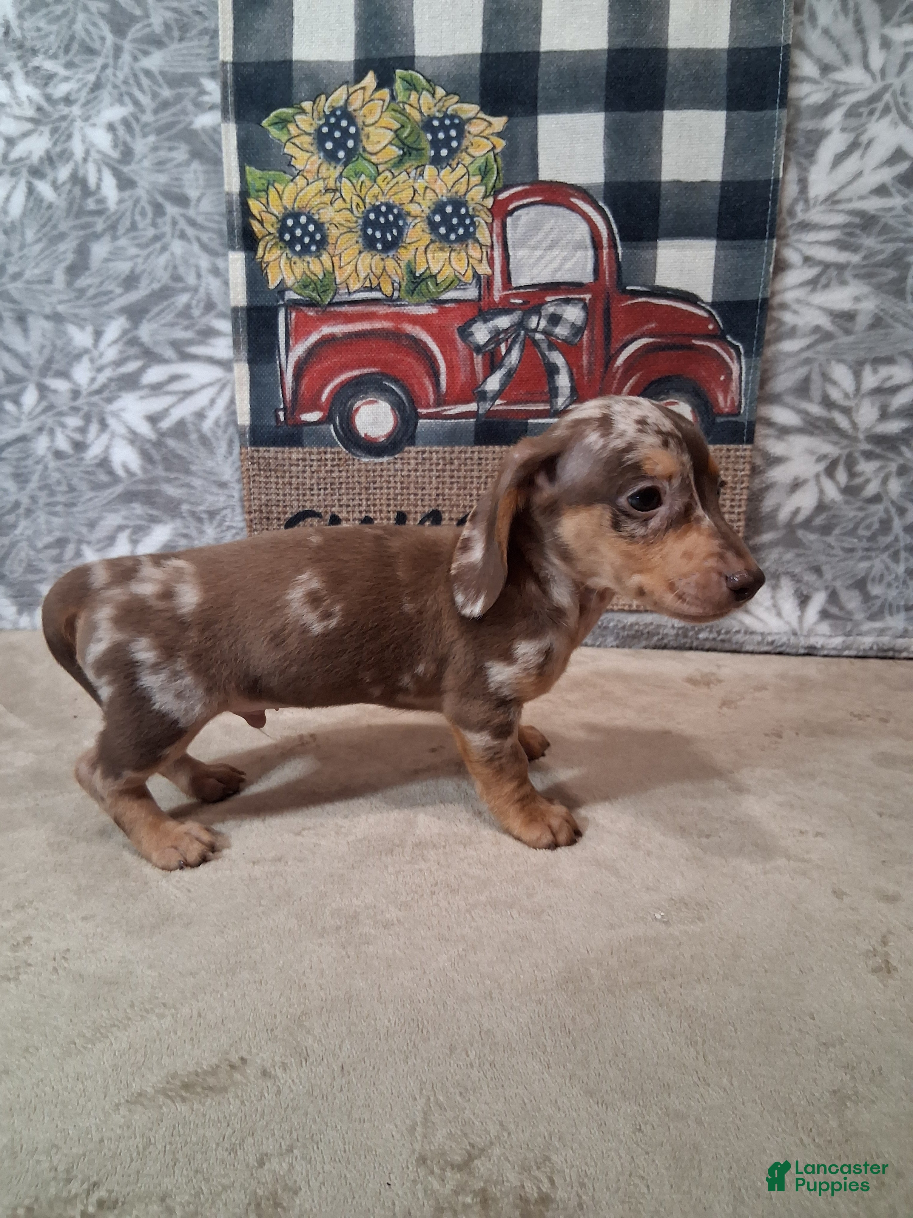 Miniature Dachshund dogs Snoopy - Ad 2