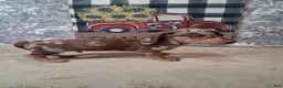 Miniature Dachshund dogs for sale: Snoopy - Ad 2