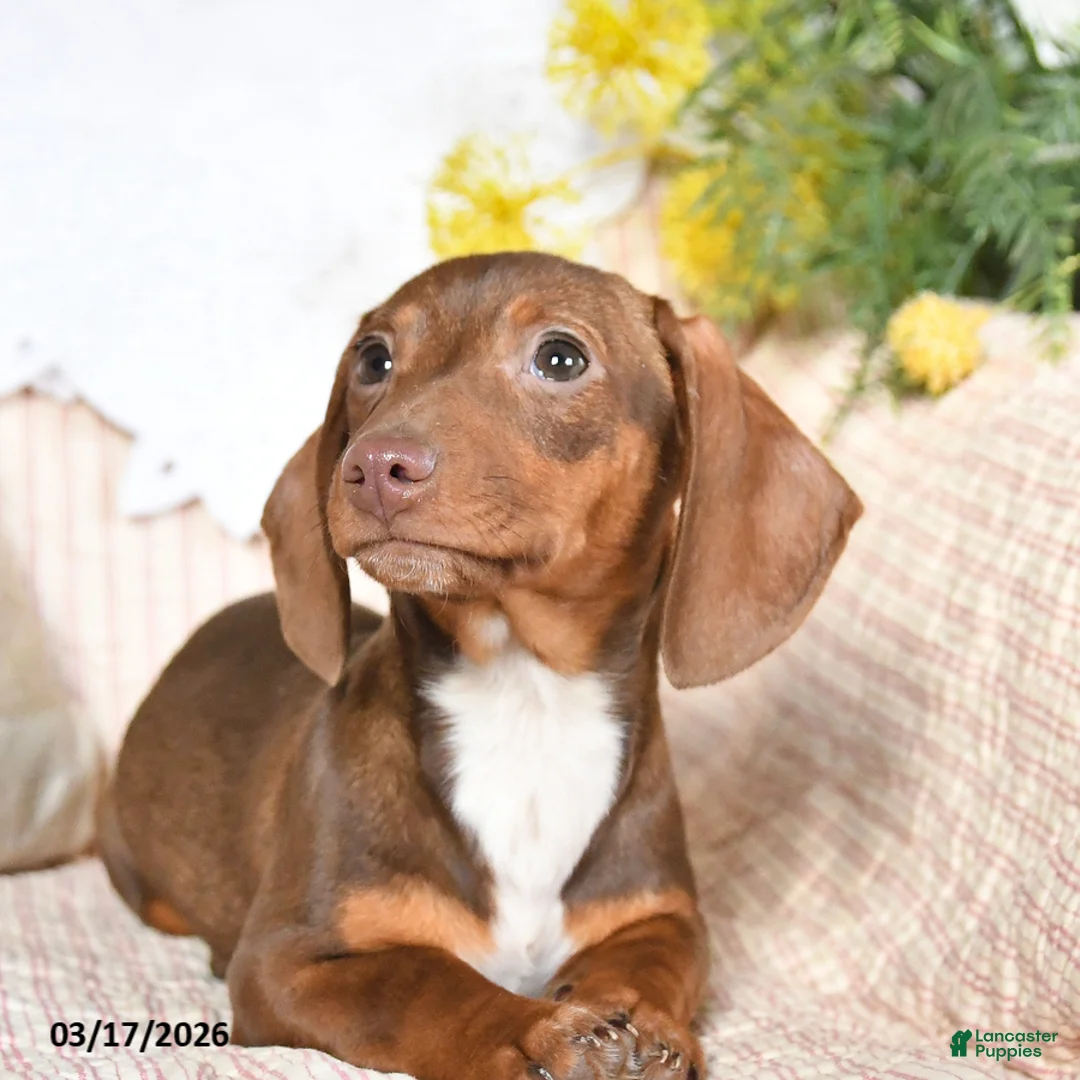 Dachshund dogs for sale: Mitzi - Ad 2