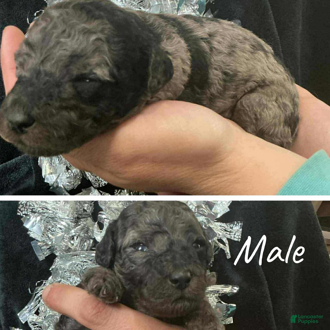 Mini Aussiedoodle dogs for sale: Mini Aussiedoodle Puppy 5 - Ad 1