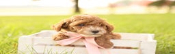 Toy Poodle dogs for sale: Skittles - Ad 7