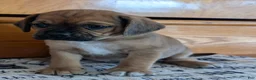 Puggle dogs for sale: Kenny  - Ad 13
