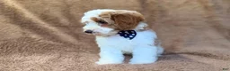 Cavapoo dogs for sale: Shadow - Ad 3